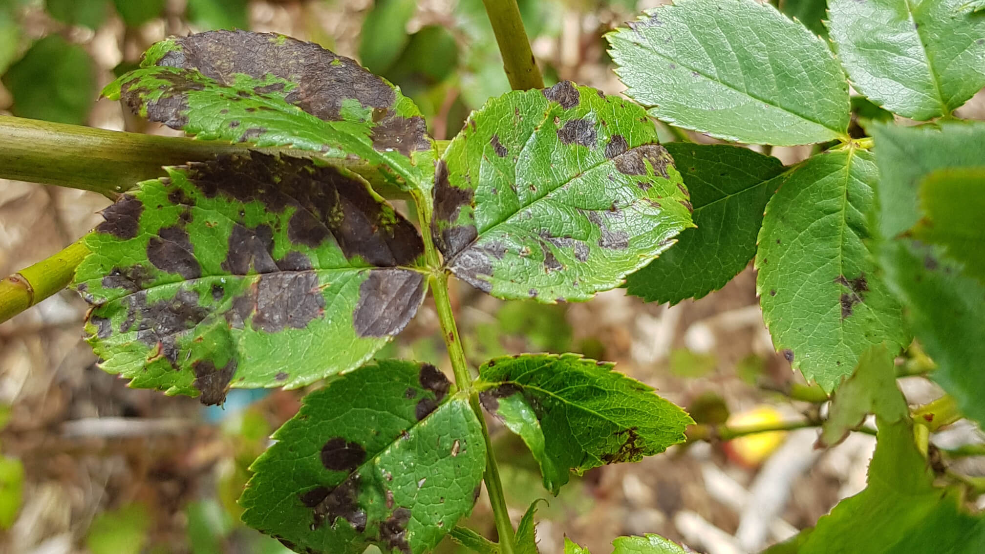 Black Spot Fungal Disease on Rose Leaves