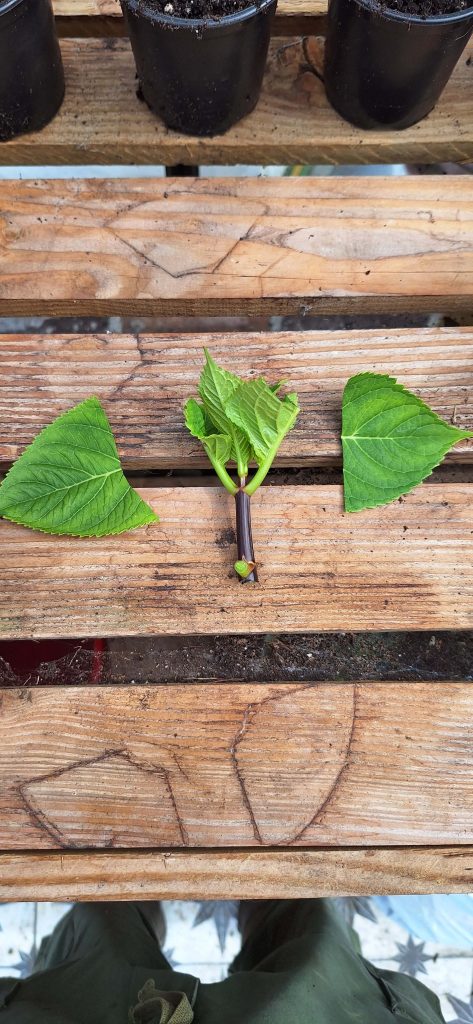 hydrangea cutting with halved upper leaves