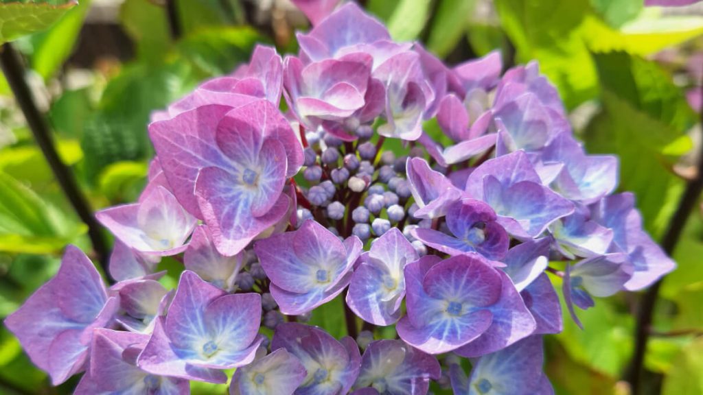 Hydrangea flower