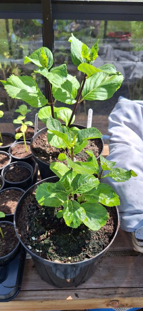 Growing on Hydrangea cuttings