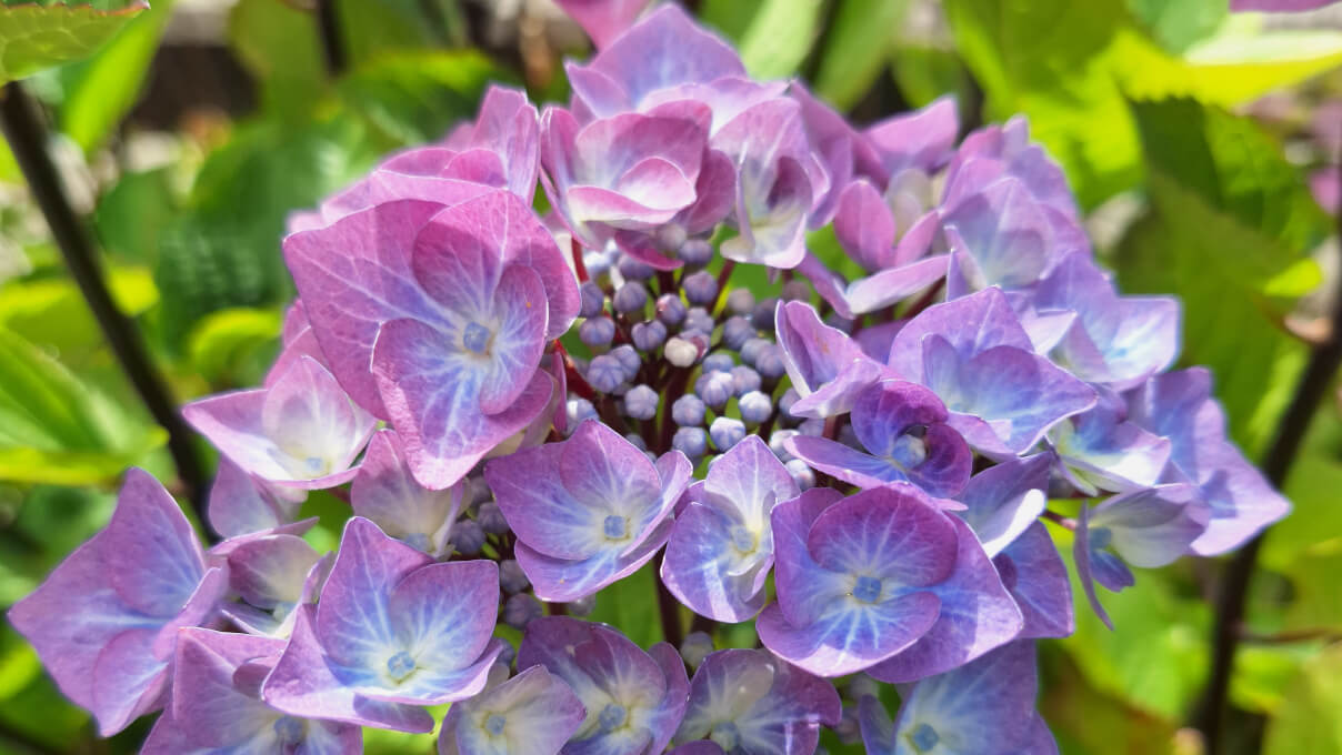 Hydrangea flower