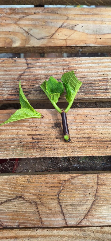Pinch out central growth from the Hydrangea cutting