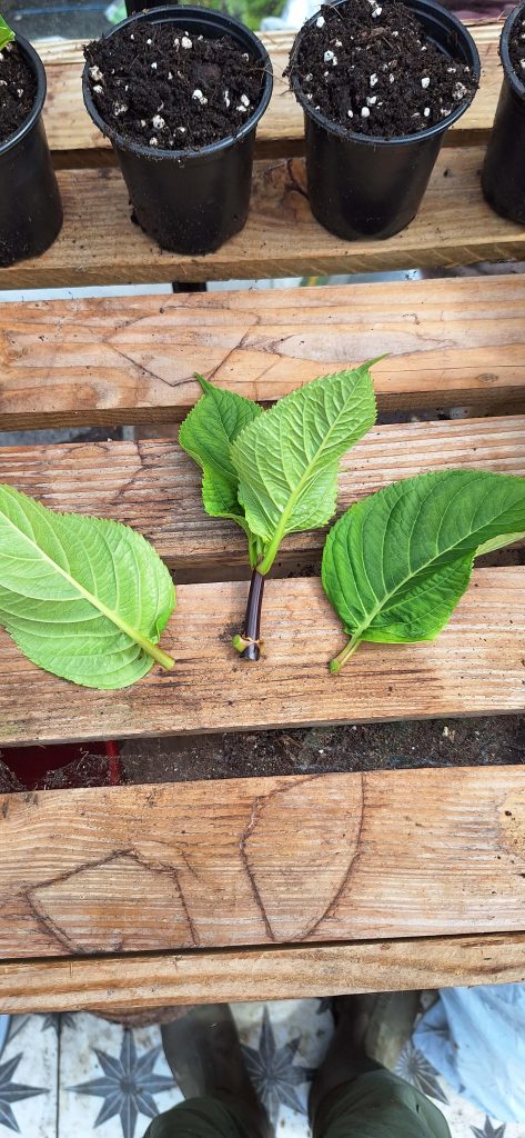 Remove bottom leaves from a Hydrangea cutting