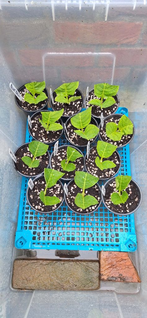 Hydrangea cuttings stored out of direct sunlight